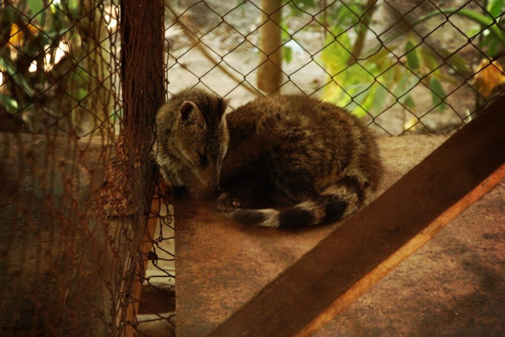 This cruel practice has not only led to the mistreatment of these animals but has also put several civet species at risk of extinction. The Asian Palm Civet, for example, is classified as "Endangered" on the IUCN Red List due to habitat loss, poaching, and the illegal pet trade, which includes their capture for Kopi Luwak production.