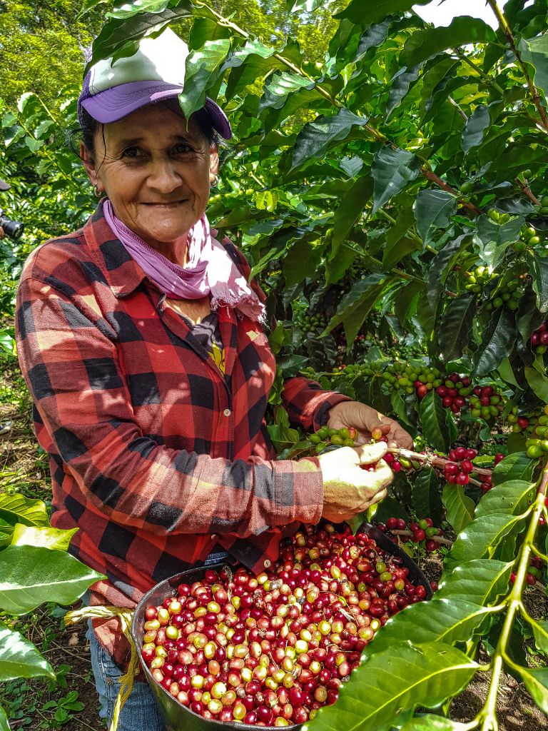 The Challenges Facing Coffee Farmers