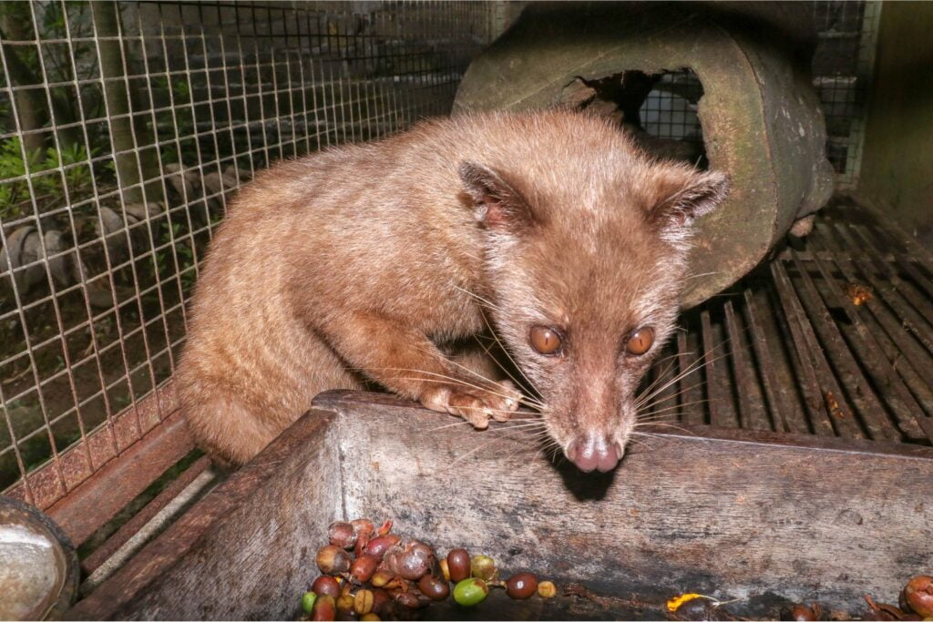 caging civets in inhumane conditions, force-feeding them coffee cherries to increase production